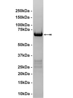 Eurofins DiscoverX MAP Kinase 1/Erk1 Protein, Active 250 &mu;g | Buy Online | Eurofins DiscoverX | Fisher Scientific